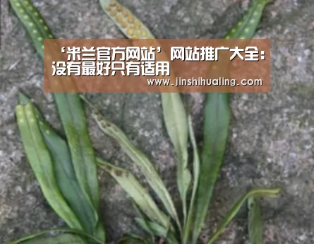 ‘米兰官方网站’网站推广大全:没有最好只有适用(图2) milan米兰